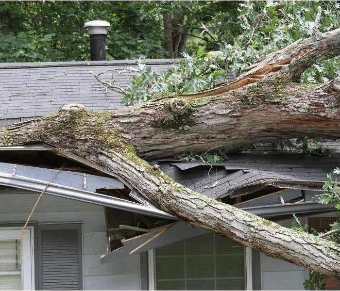 roof with tree through it